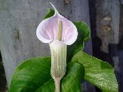 Arisaema candidissimum
